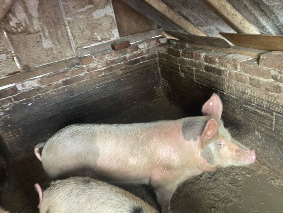 Продавам прасета