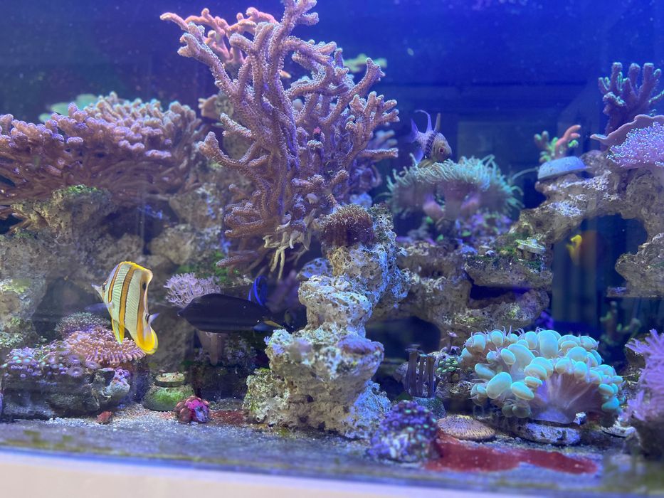 Морской аквариум