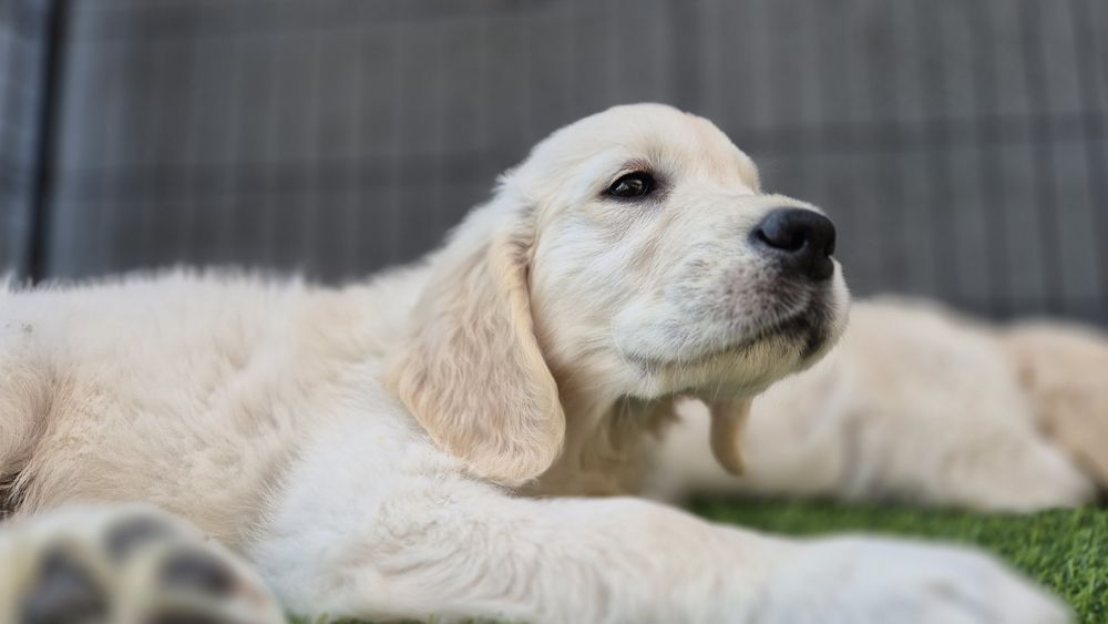 Pui Golden Retriever cu Pedigree