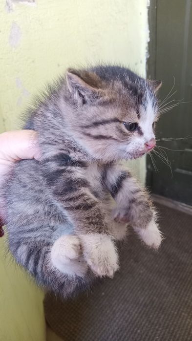 Милые котята.  Милые котята