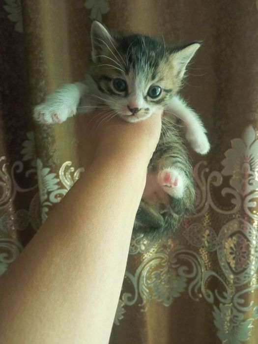 Хорошие маленькие котятки