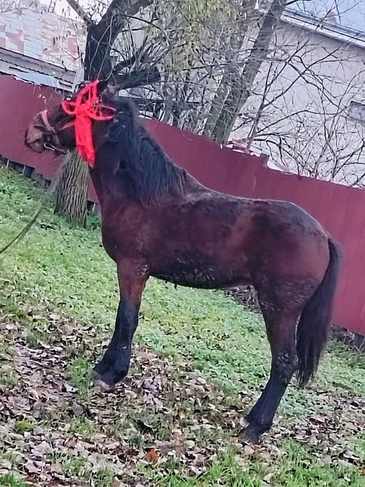 Vând armăsar de 3 ani