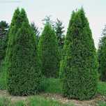Туя Смарагд( Thuja Smaragd)