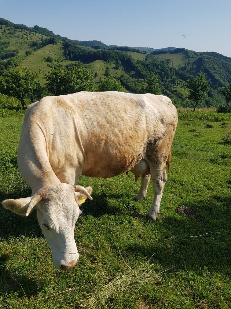Vând vaca cu vițel de 2 săptămâni
