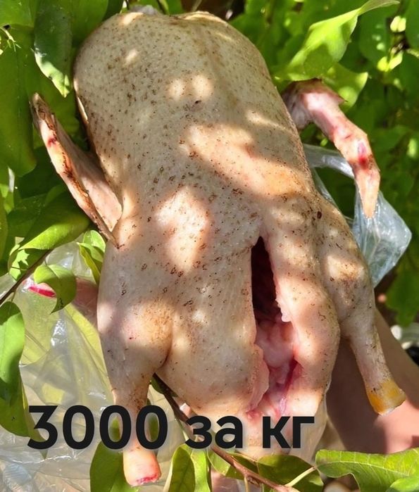 Утки домашние свежие