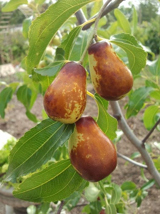 Curmal chinezesc jujube anul 4 la ghiveci