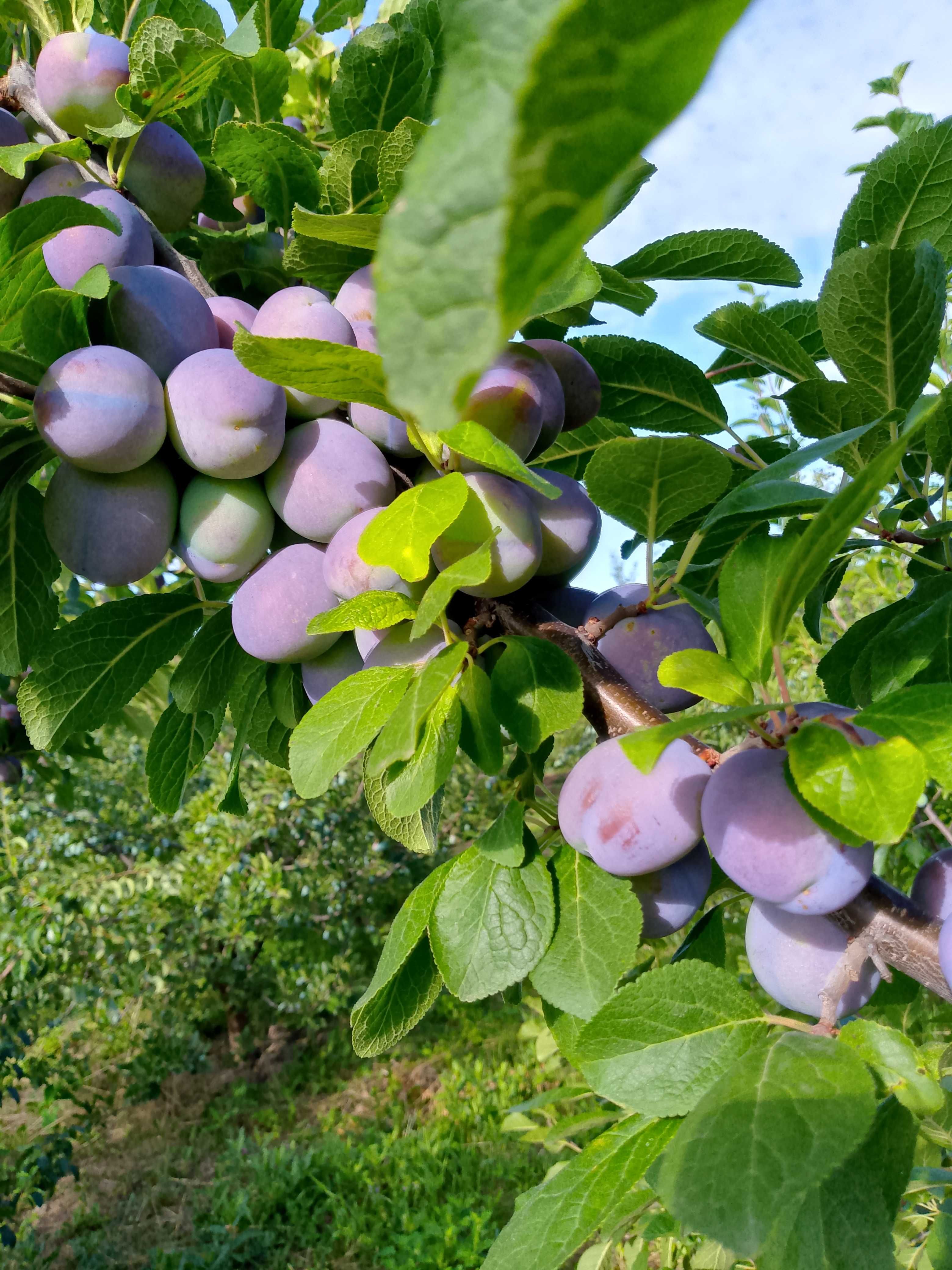 Prune ,,record,,de vânzare