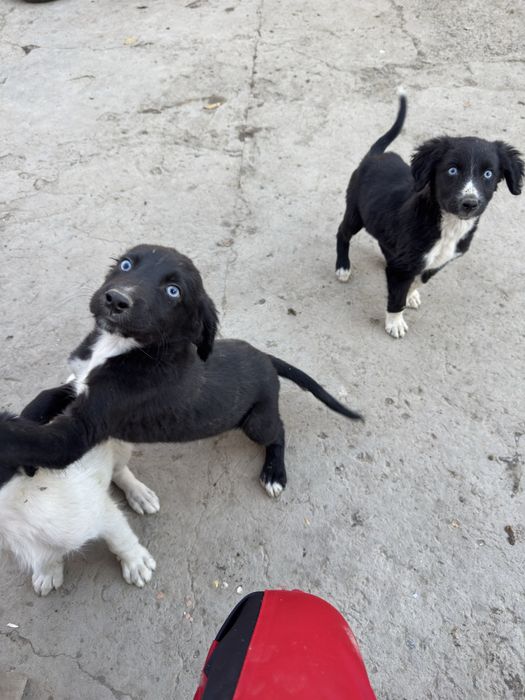 Щеночки, кушиктер бар.