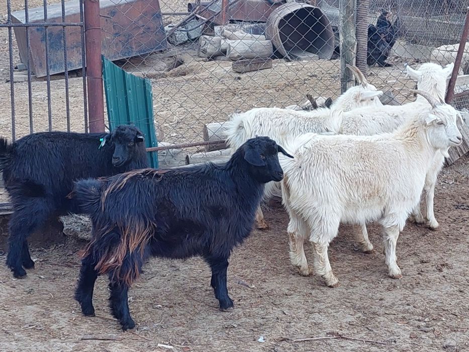 Семіз жем жеп тұрған бойдақ ешкілер сатылады