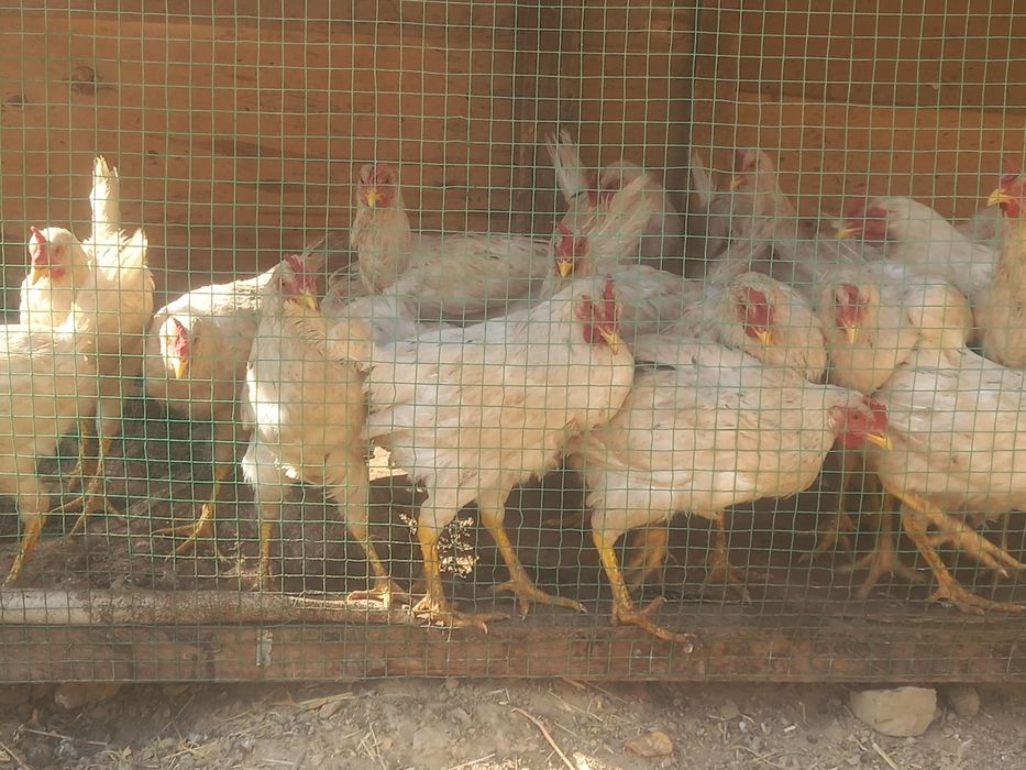 Uyda  boqilgan xurozlar 6 oylik xurozlar