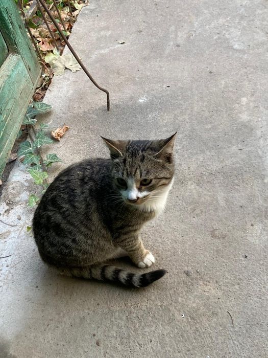 Котята шотландские гладкошорстые