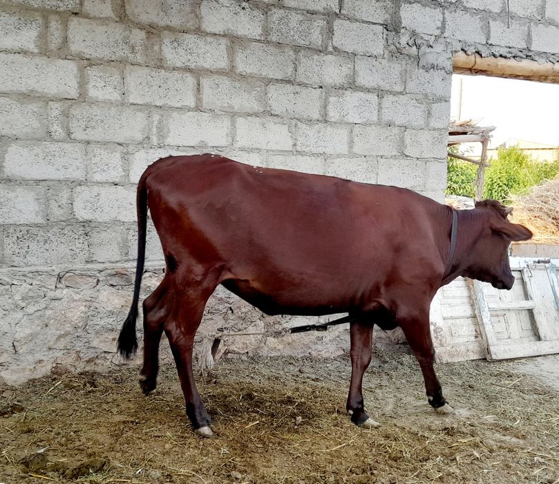 Soĝlom baquvvat ĝunojin