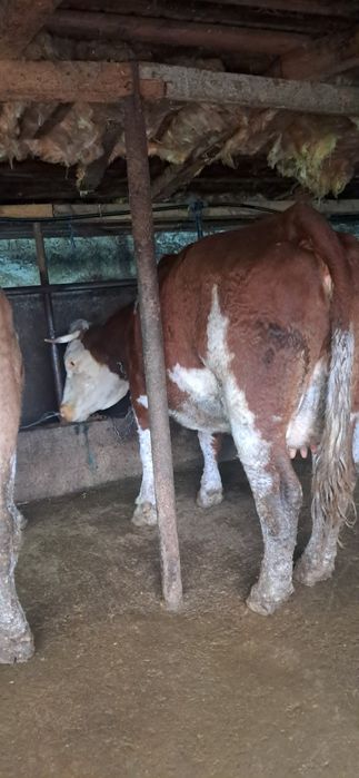 Vand 3 vaci gestante