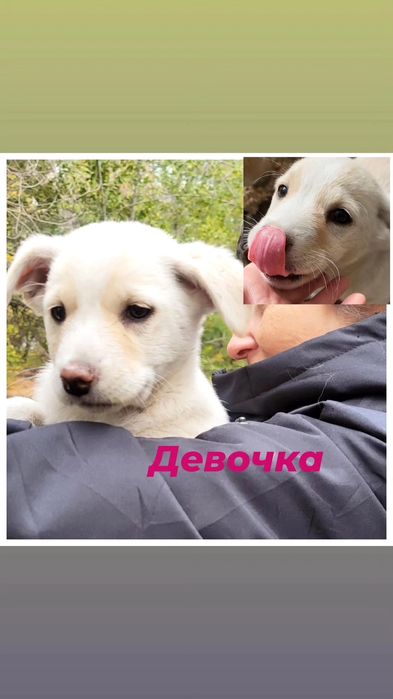 Ищем малышкам Дом!