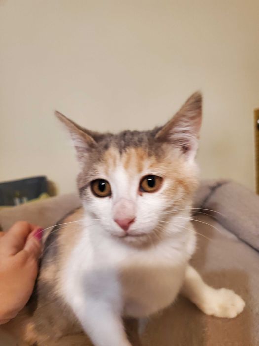 Очарователно домашне момиченце  търси любящ дом