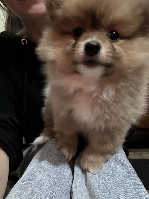 Померанский шпиц