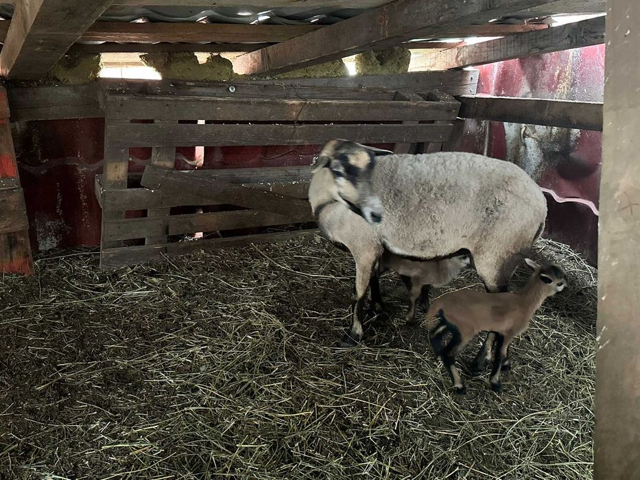 Oaie de camerun cu 2 miei