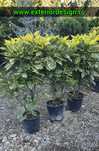 Plante ornamentale, diferite modele si specii, etc