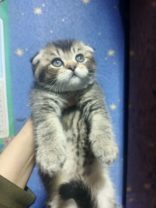 Котенок скотиш фолд