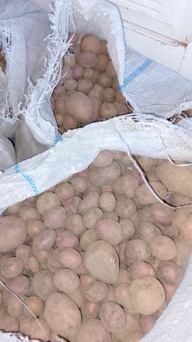 Cartofi pentru animale