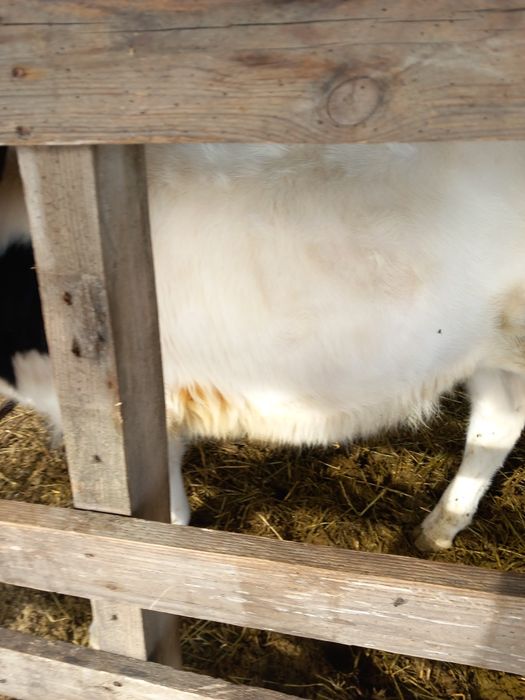 Vaan tauras la pretul de 3000 de lei