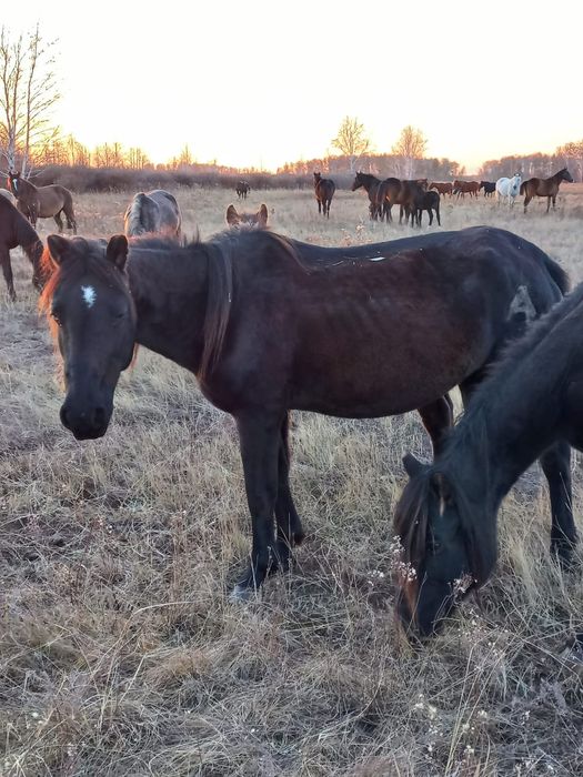 Продам кобыл срочно