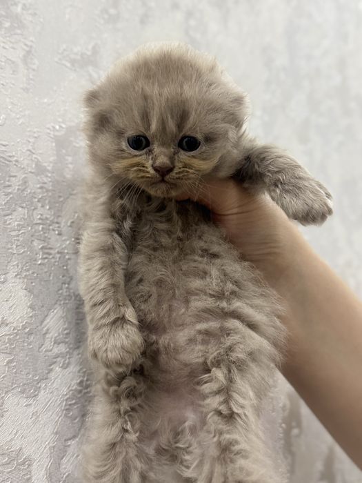 Мушук сотилади скотиш фолд тоза зотли соглом