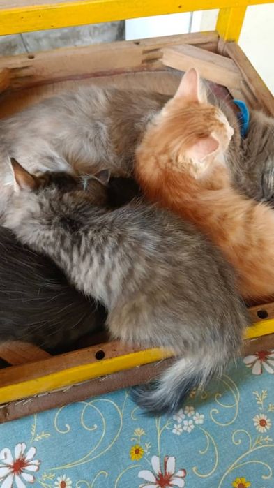 Отдаю котят в хорошие руки!