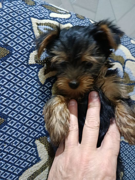 Щенок Йорк, девочка