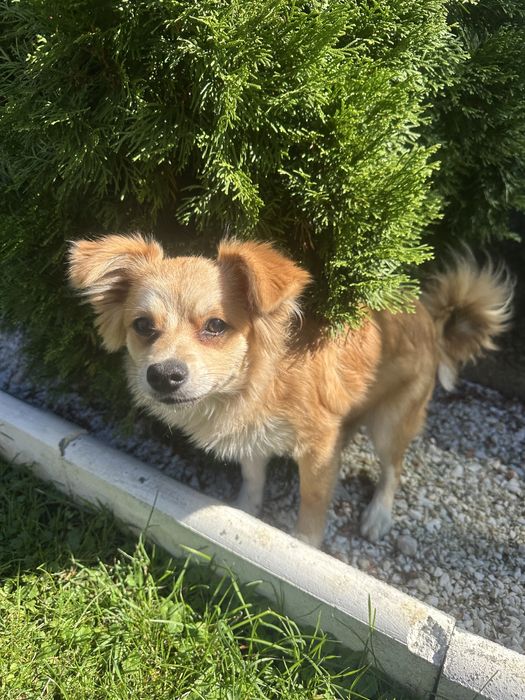Donez catelusa de Pomeranian Spitz