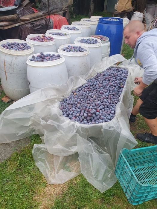 Vând prune pentru țuică