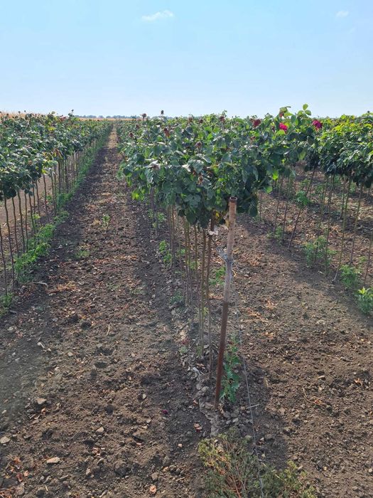Trandafiri, plante ornamentale și fructiferi – Vânzare și plantare!