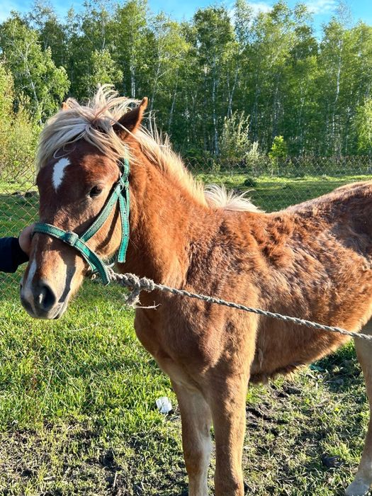 Продам Лошадей