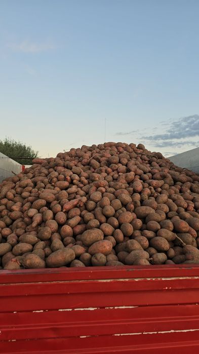 Cartofi mari albi si roșii 20kg