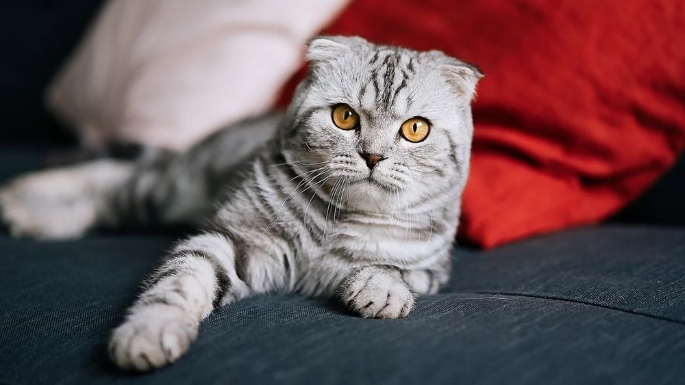 Шотландский вислоухие