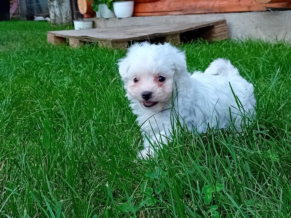 Bichon maltesse talie mică