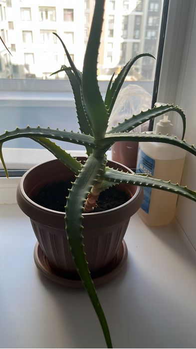 Алоэ отдам бесплатно 2 горшка