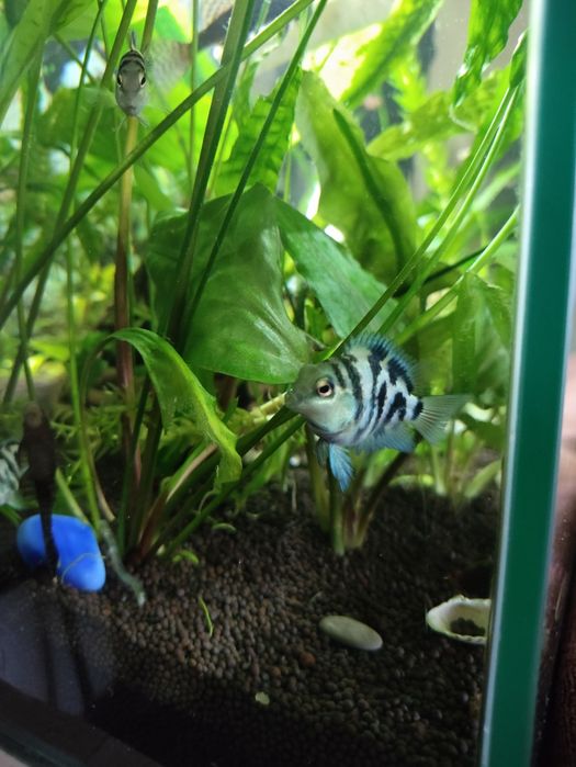 Сапфировые попугаи