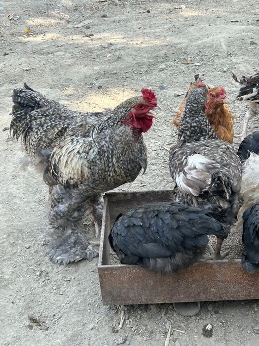 Optom tovuq sotaman xilmaxil zotidan arzonha bervoraman