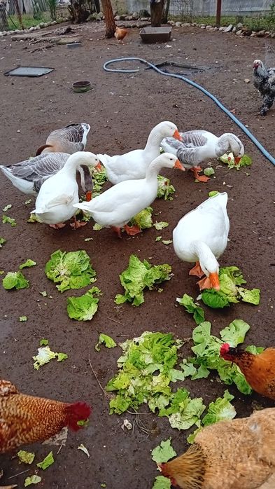 Vând gâște și găini