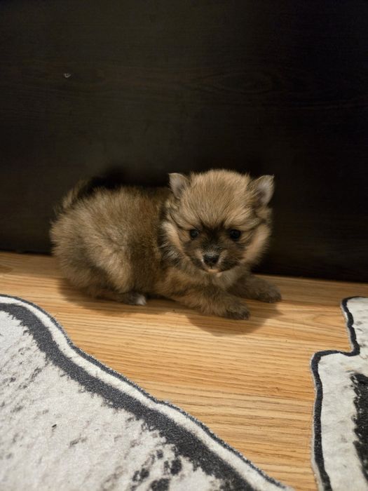 Померан мини Шпиц 3кг