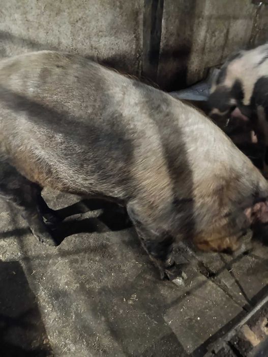 Продавам мъжко прасе