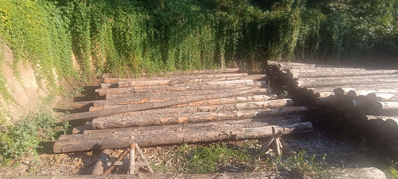 Продаются бревна разного диаметра