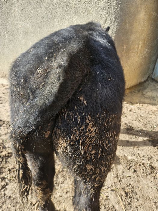 Vițel angus de vânzare