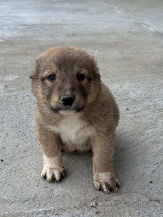 Еркек кушык сатылады обмен бар багасы 50к