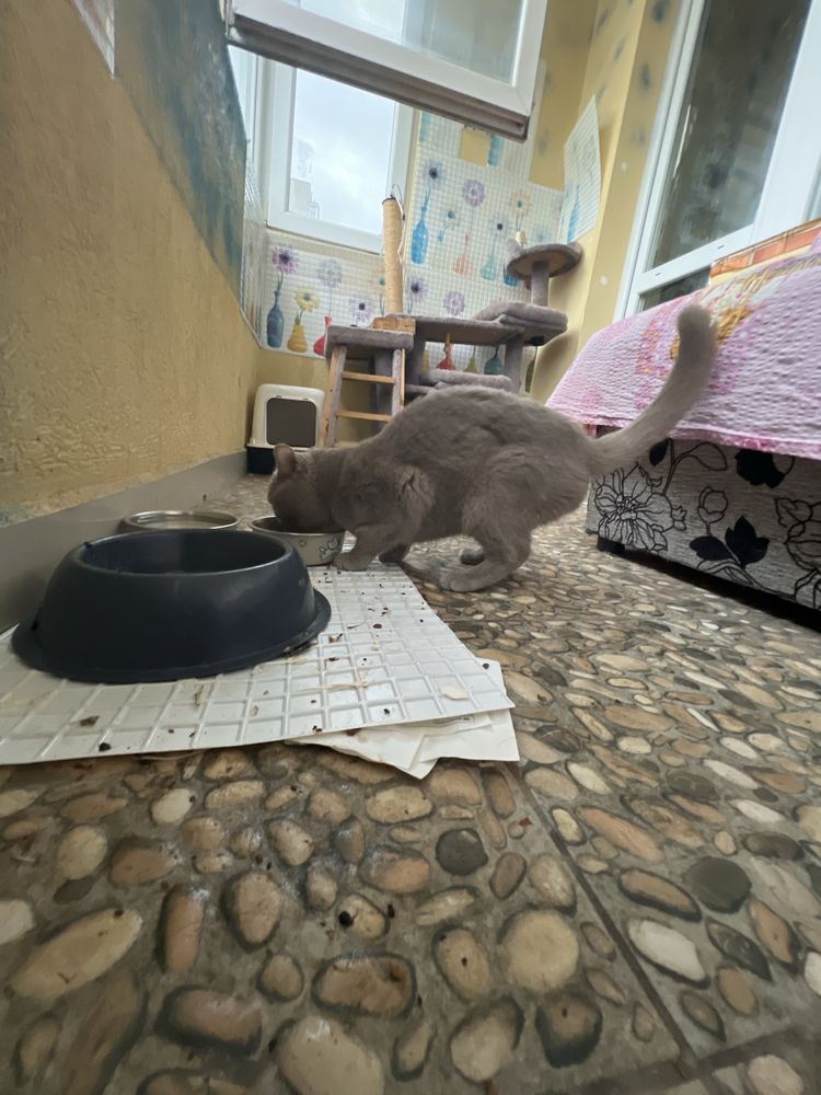 Шотландска късокосместа