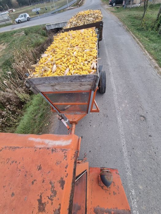 Porumb boabe sau stiulete 1 leu kg sau 1,2 boabe