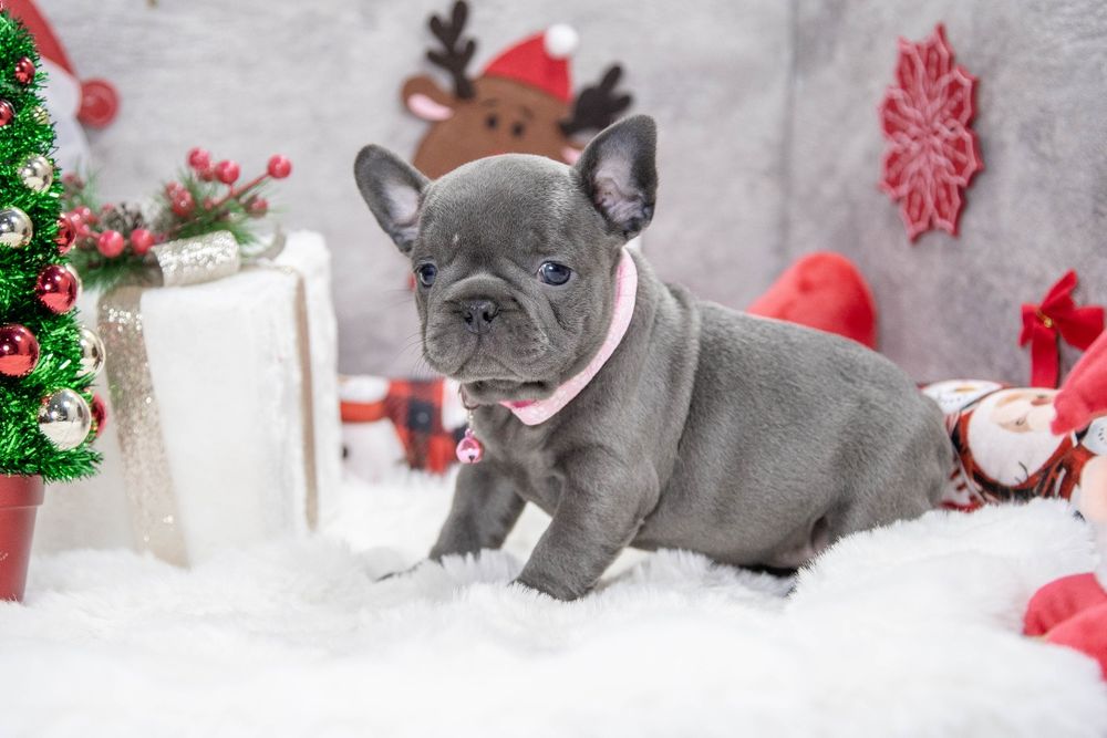 bulldog francez blue