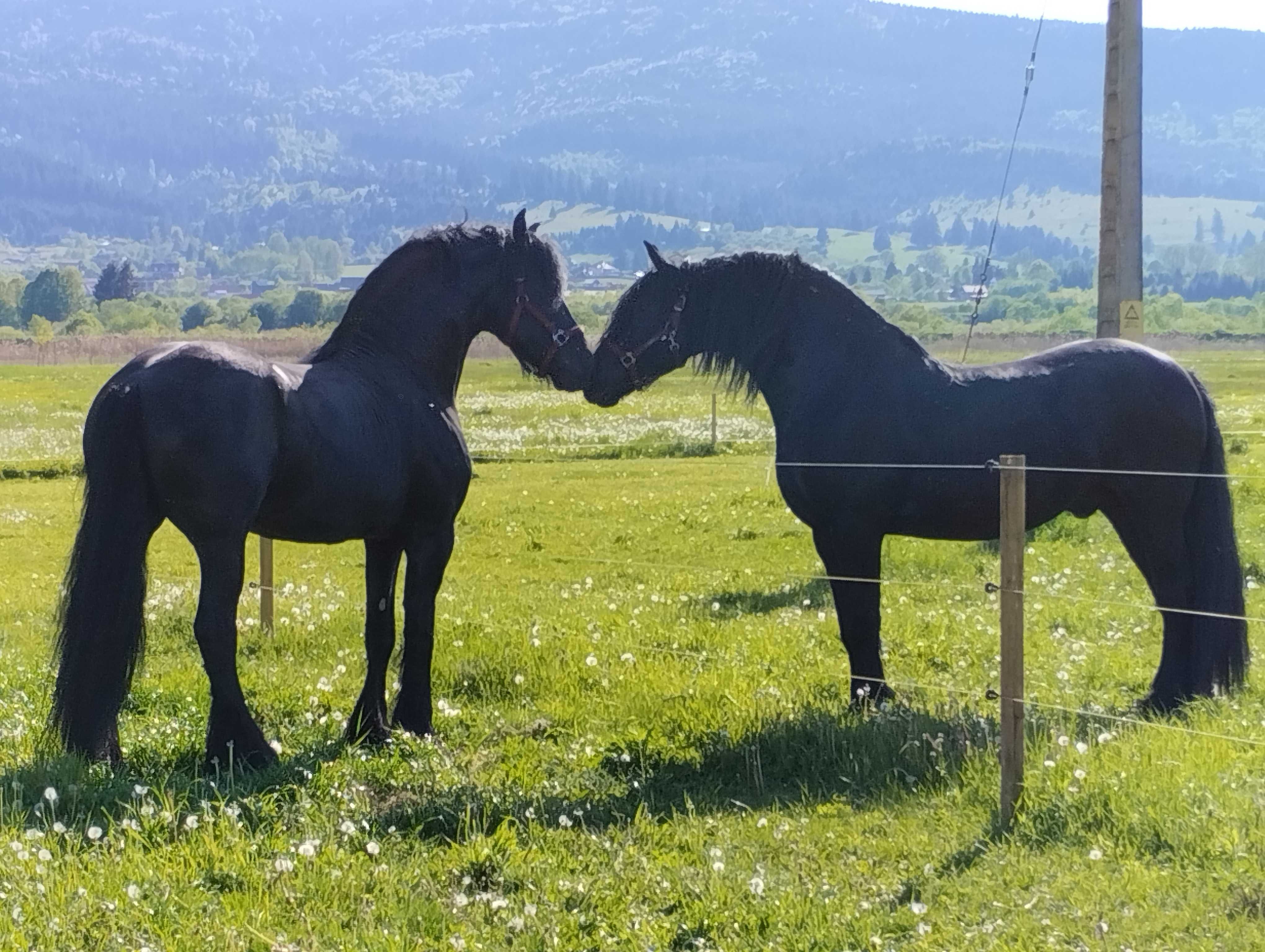 Lichidare cai friesian