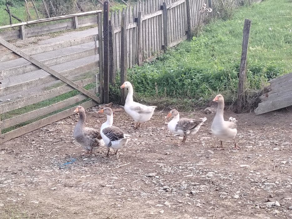 Gâște tinere de vânzare